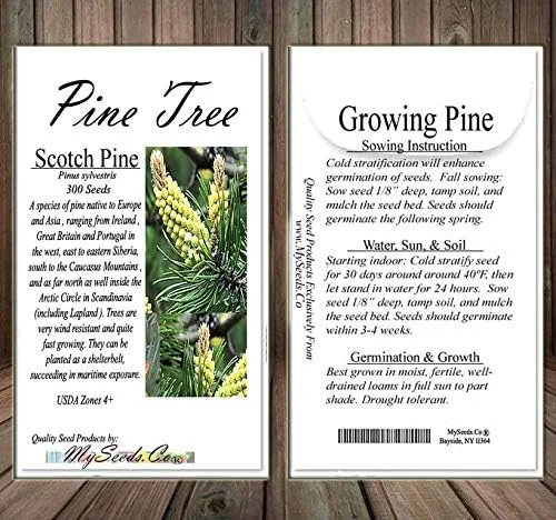 Miniatura 7 de Semillas para árbol de pino sin transgénicos de MySeeds.Co