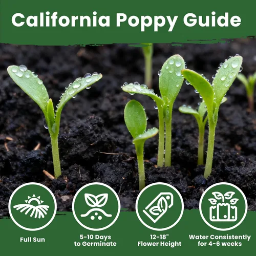 Miniatura 6 de Semillas de amapola naranja de California para plantar, paquete a granel de 0.35 onzas, más de 10,000 semillas nativas, flor del estado de California
