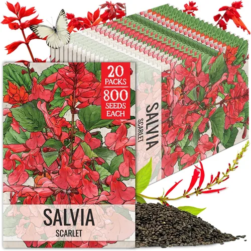 Miniatura 12 de Seed Needs, semillas de salvia roja escarlata - 800 semillas de variedad antigua para plantar Salvia coccinea - Flor silvestre perenne para un