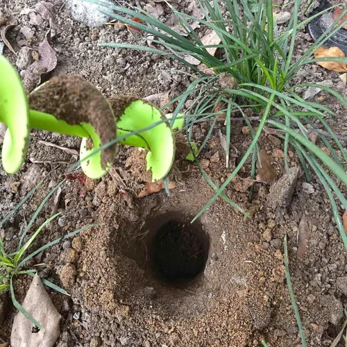 Miniatura 8 de TCBWFY Broca de Barrena para Plantar 1.6x16.5 pulgadas de Longitud Extendida Barrena de Jardín Broca en Espiral para Plantar Bulbos, Flores