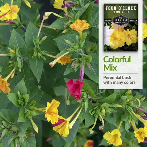 Miniatura 4 de 1 paquete de semillas de mezcla de fórmula de cuatro en punto para plantar con instrucciones para cultivar flores coloridas en tu hogar, vegetales
