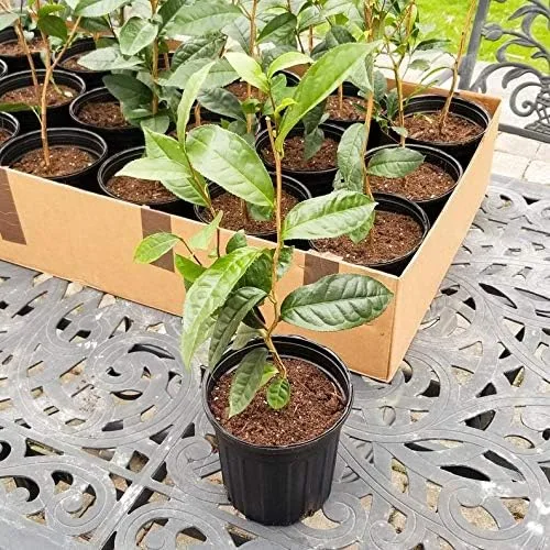 Té verde (Camellia sinensis) - 1 Plantas - 2 pies de caída - Envío en maceta de 1 galón