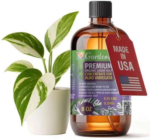 Miniatura 46 de GARDENERA Superalimento orgánico prémium de algas marinas y algas marinas para plantas AGLAONEMA, 8 onzas, concentrado de fertilizante líquido