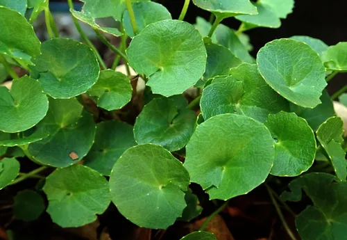 Miniatura 6 de Gotu Kola en polvo, hecho de centella asiática 100% - Pure, Natural Asiatic Pennywort/Indian Pennywort - Peso neto: 1.76 oz/50 g