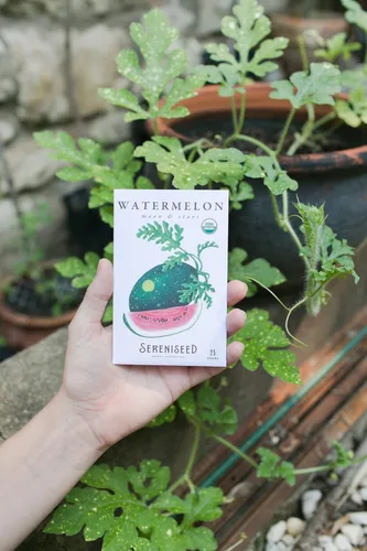 Miniatura 7 de Sereniseed Semillas vegetales orgánicas certificadas (paquete de 20) – sin OMG, polinizadas abiertas – Albahaca, guisante a presión, brócoli