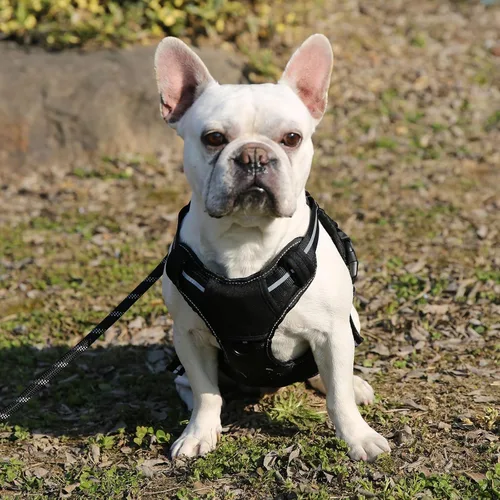 Miniatura 7 de Amazon Basics Arnés para perro sin tirones, clip frontal ajustable, chaleco táctico, pequeño, negro