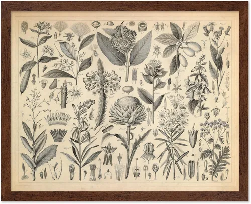 Miniatura 12 de Poster Master Póster Vintage de Plantas Cultivadas - Impresión Botánica Retro - Arte de Flores - Arte de Plantas - Regalo para Hombres y Mujeres