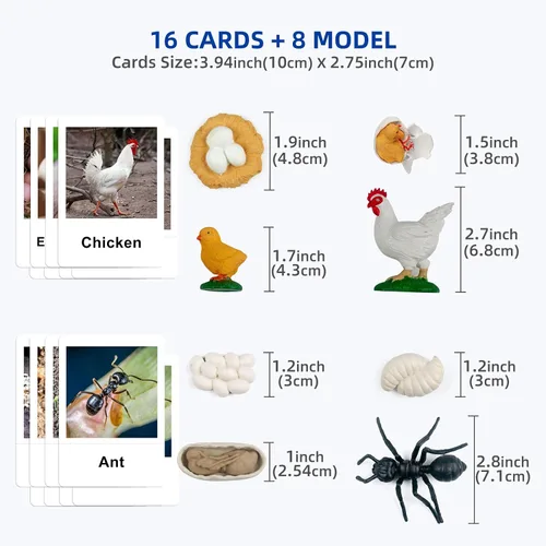 Miniatura 8 de MEROCO Juguetes de ciclo de vida de pollo para niños, insectos, hormigas, insectos, juguetes para niños de 3 a 5 años, tarjetas de animales
