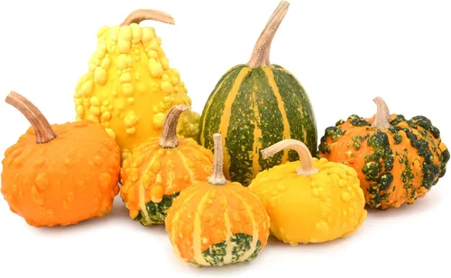 Miniatura 6 de Colección de semillas de calabaza, 4 variedades tradicionales sin OMG. Botella Birdhouse, esponja Luffa, gota, mezcla pequeña.