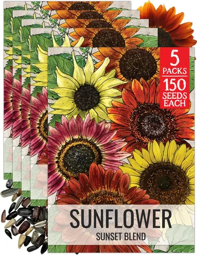 Miniatura 36 de Seed Needs Semillas de girasol para plantar girasoles de manchas solares enanas, semillas de flores de corte anual de polinización abierta