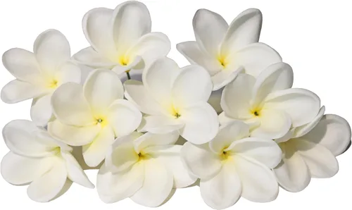 Miniatura 11 de 10 flores de plumeria artificiales de tacto real natural con tallos para fiestas temáticas hawaianas, un ramo de boda en la playa, decoración
