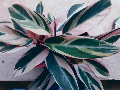 Miniatura 3 de Plantas vivas Stromanthe Triostar, planta de oración tricolor, 12-16 pulgadas de alto, planta de interior, hermosa planta viva de interior, fácil