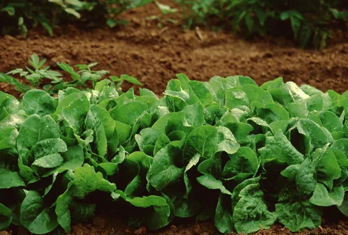 Miniatura 8 de TKE Farms & Gardens - Semillas de lechuga Buttercrunch para plantar, más de 2500 semillas, reliquia, sin OMG, 0.11 oz, jardines interiores