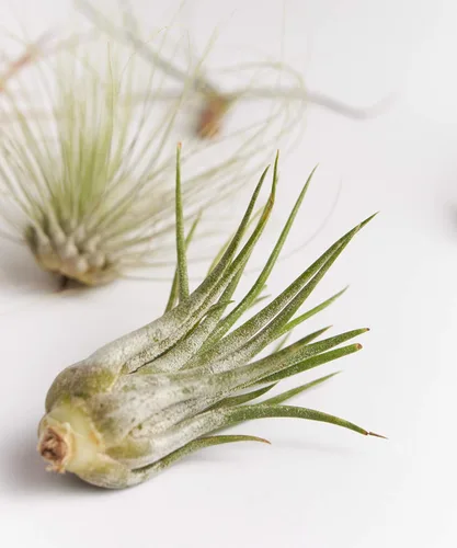 Miniatura 5 de Shop Suculents - Plantas seleccionadas a mano, variedad de especies, plantas de interior tropicales para decoración del hogar y terrarios