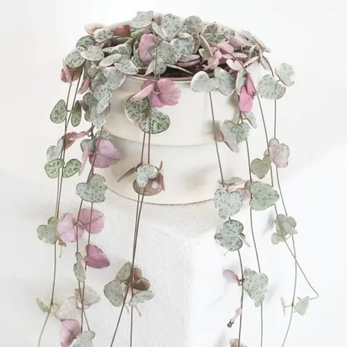 Miniatura 3 de Ceropegia Woodii Variegada Cadena de Corazones Planta Viva, Enredadera Suculenta Trepadora, Rara Planta de Interior Viva en Maceta