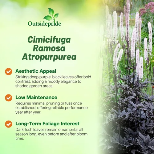 Miniatura 3 de Outsidepride Cimicifuga Ramosa Seeds - 200 unidades. Semillas perennes, resistentes y de bajo mantenimiento, semillas de flores para plantar follaje