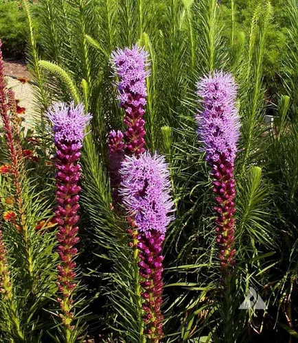 Miniatura 2 de Gayfeather Seeds - Liatris Seeds, 500 semillas, planta estrella ardiente, liatris perenne vibrante, ideal para camas de jardín y bordes, fácil