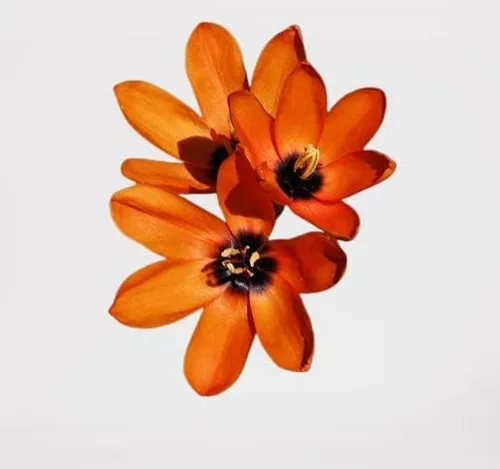 Miniatura 2 de Votaniki Bombillas mezcladas de lirio de maíz africano, de larga floración y fácil de cultivar, bombillas mixtas Ixia para plantar, flor de lirio