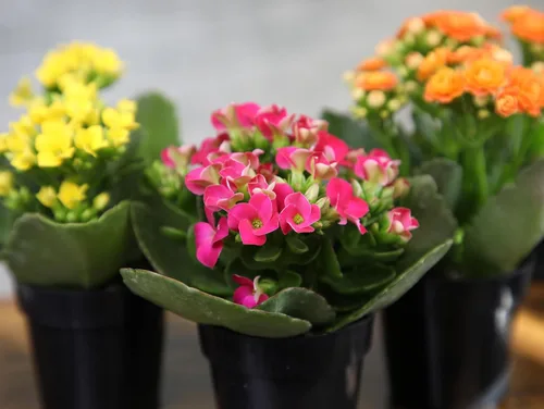 Miniatura 8 de Kalanchoe - Paquete de 3 plantas de flores, decoración de plantas de escritorio, regalos de suculentas vivas para amantes de las plantas, ideas