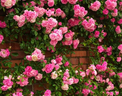 Miniatura 3 de Más de 100 semillas de rosa rosa trepadoras para plantar al aire libre, planta con flores perennes para enrejados, cenadores, bordes de jardín