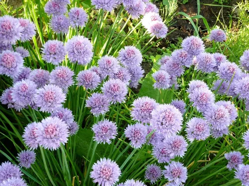 Miniatura 6 de Cebollino Allium Schoenoprasum Semillas de jardín de hierbas de ajo silvestre para plantar alrededor de 100 semillas