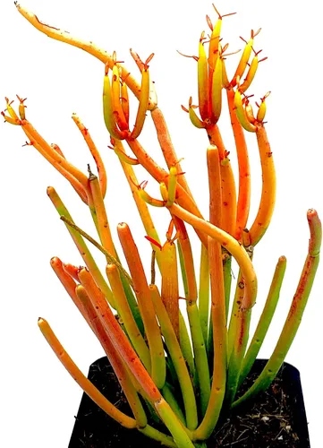 Euphorbia Tirucalli - Plantas suculentas vivas de 4 pulgadas en maceta totalmente enraizadas, palos de fuego, fáciles de cultivar