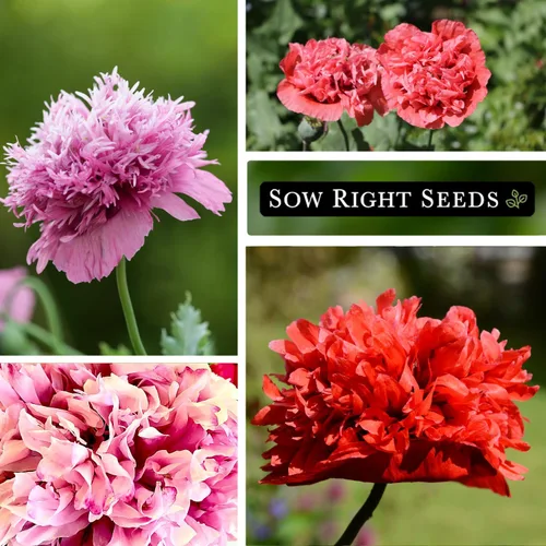 Miniatura 4 de Sow Right Seeds - Semillas mixtas de amapola de peonía para plantar - Amapolas anuales tradicionales sin OMG para jardín de flores - Floraciones