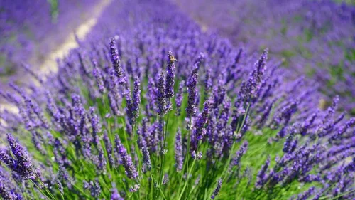 Miniatura 3 de Gardenera Suelo para macetas de lavanda - Apoya la resistencia y el crecimiento de tus plantas - 5 cuartos de galón