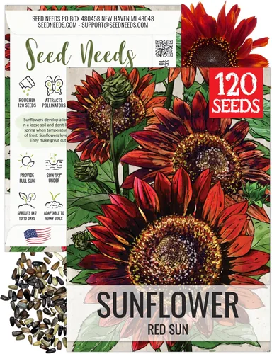 Miniatura 20 de Seed Needs Semillas de girasol para plantar girasoles de manchas solares enanas, semillas de flores de corte anual de polinización abierta
