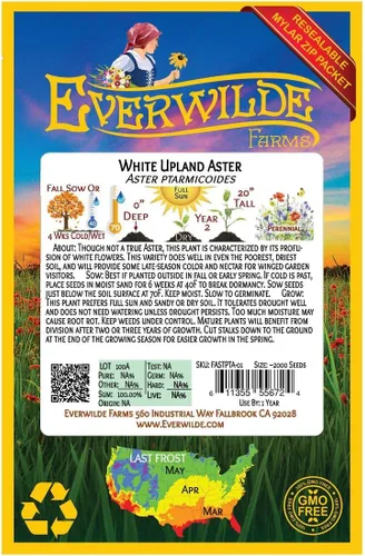 Miniatura 2 de Everwilde Farms - 2000 semillas de flores silvestres nativas de aster de tierras altas blancas - Paquete de semillas jumbo Gold Vault