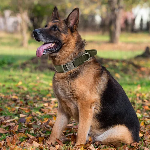 Miniatura 6 de Collar táctico para perro con asa - Collar militar ajustable de entrenamiento para perros de nailon suave y hebilla de metal resistente para perros