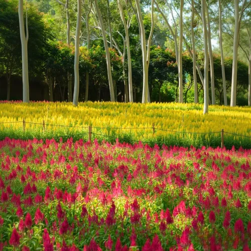 Miniatura 4 de 100 semillas de cresta de gallo (Celosia Cristata) – Semillas de flores anual tolerantes al calor y la sequía sin OMG con flores vibrantes