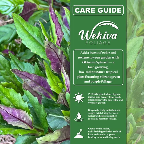 Miniatura 2 de Espinacas Okinawa - 1 planta de inicio vivo - Gynura Crepioides - Cultiva tus propias verduras y frutas en el jardín o patio