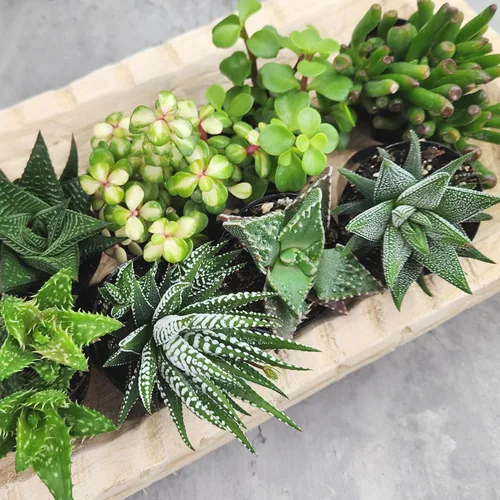 Miniatura 3 de Altman Plants, Plantas suculentas vivas, plantas de ventana vivas (8 unidades), plantas de interior vivas, plantas de interior vivas, plantas