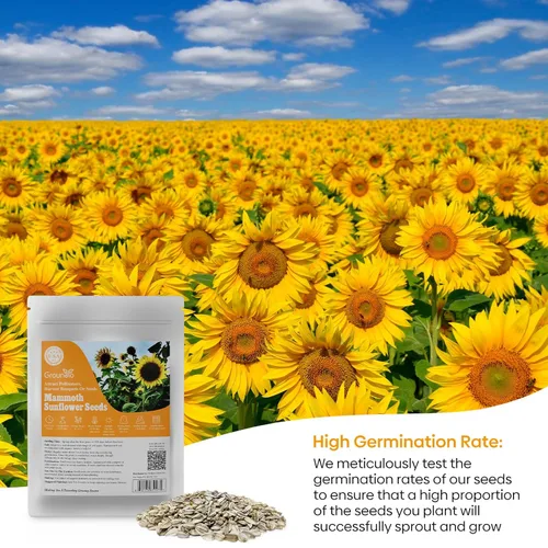 Miniatura 5 de Semillas de girasol Groundio para plantar, 1 OZ, cultiva un girasol gigante Mamut en tu jardín, más de 300 semillas de girasol con alta germinación