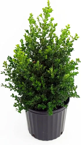 Planta viva de Green Promise Farms - Buxus Cranberry Creek (boj), contenedor de tamaño #2 galones, Evergreen