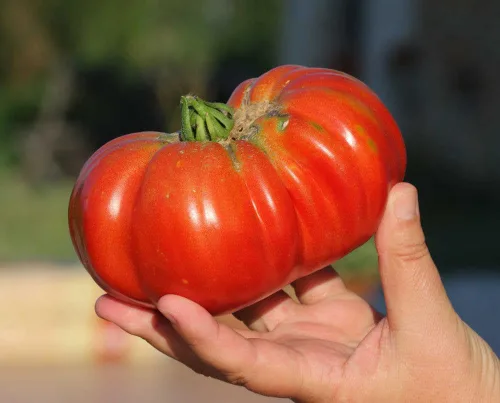Miniatura 2 de TomorrowSeeds - Semillas de tomate gigantes de carne de res - Más de 500 unidades - para plantar 2026 determinados tomates de carne de res roja