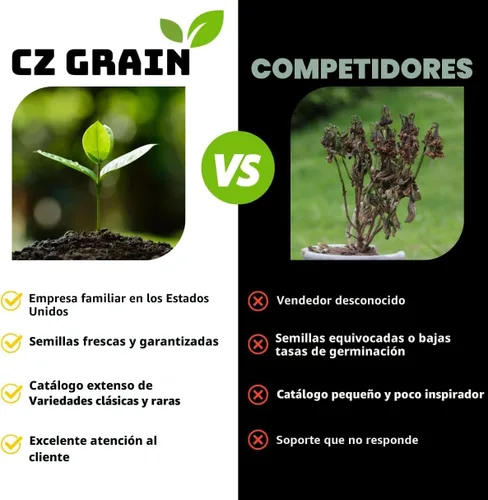 Miniatura 8 de Eversong - Bonsái de sauce llorón para cultivar, corte de tronco grueso, gran regalo, bonsái de rápido crecimiento para interiores o exteriores