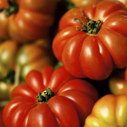 Miniatura 6 de Eden Brothers Semillas de tomate – Semillas de caqui sin OMG para plantar, paquete Semillas de vegetales de bajo mantenimiento, plantas durante