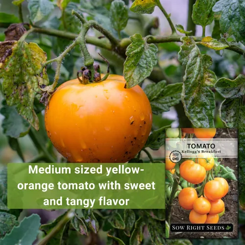 Miniatura 3 de Sow Right Seeds - Semillas de tomate Kellogg's Breakfast para plantar - Paquete de reliquia sin OMG con instrucciones para plantar un huerto casero