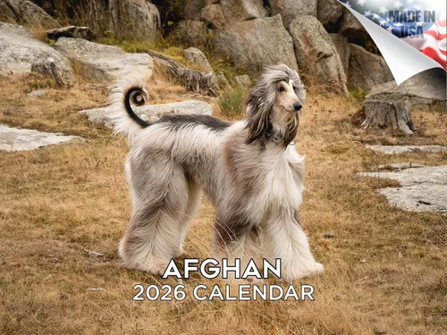 Calendario de Lebrel Afgano 2025 2026, calendario mensual de pared de raza canina, 12" x 18" abierto, papel grueso sin traspaso, ideal para regalo,
