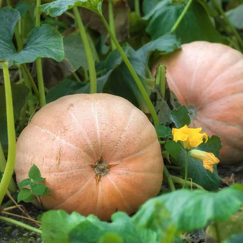 Miniatura 9 de Eden Brothers Semillas de calabaza – Semillas gigantes sin OMG del Atlántico para plantar, paquete Semillas vegetales de alto rendimiento y rápido