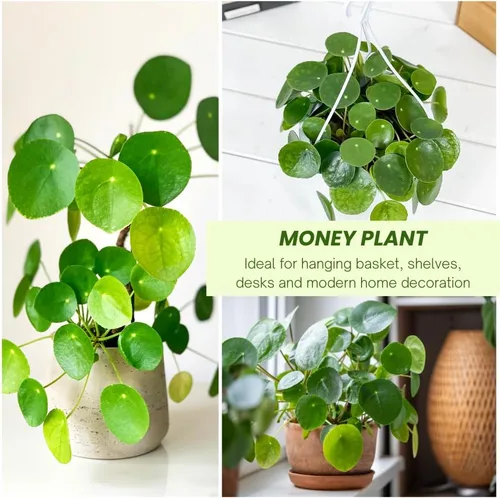 Planta de dinero viva, Pilea Peperomioides Plant Live, de 5 a 7 pulgadas de alto, plantas de dinero en interiores, planta de interior de fácil