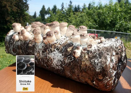 Miniatura 2 de Root Mushroom Farm - Kit de cultivo de hongos Shiitake: comienza de inmediato una vez recibido Shiitake marrón