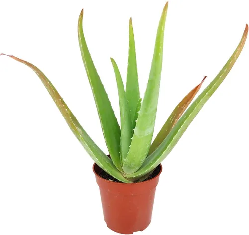 Miniatura 2 de Aloe Vera (9-13 pulgadas de alto en maceta de cultivo de 4 pulgadas) – Planta de interior purificadora de aire y viva saludable – Planta