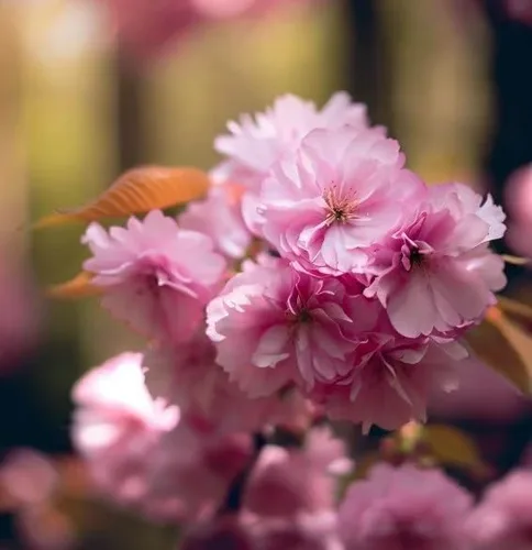 Miniatura 9 de Prunus serrulata (Cereza Japonesa, Sakura, Cereza Colina, Cereza Oriental, Cereza de Asia Oriental) Semillas de árbol, Flores vistosas, Semillas