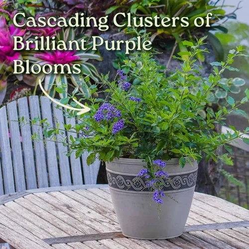 Miniatura 4 de Tropical Plants of Florida - Duranta Sapphire Showers - Planta de Arbusto Floral - Altura Total 22" a 26" (Solo Planta)