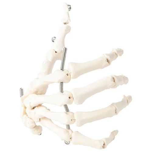 Miniatura 7 de Axis Scientific Mano esquelética Derecha Esqueleto de mano flexible totalmente articulado está asegurado con alambre de calidad para demostrar