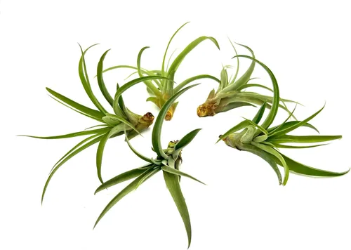 Miniatura 73 de ragnaroc Planta de Aire Viva – Tillandsia Capiput, Jumbo 6-9” - 2 unidades - Llegada Viva Garantizada - Plantas de Casa para Decoración del Hogar