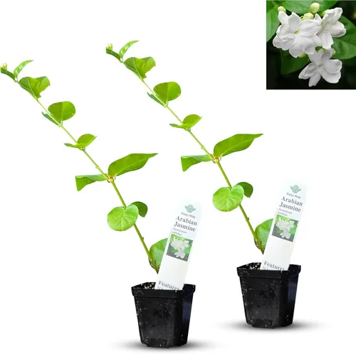 Miniatura 9 de Hibisco Rosa. rosa-sinensis. Planta Viva - Hibisco Tropical Floreciente, Flores Bonitas, Usado en Té y Jugo (2 Plantas de Hibisco Rosa)